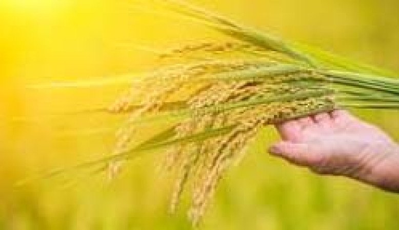 খরিফ-১ (আউশ) বাংলাদেশ কৃষিখাতের একটি সম্ভাবনাময় মৌসুম