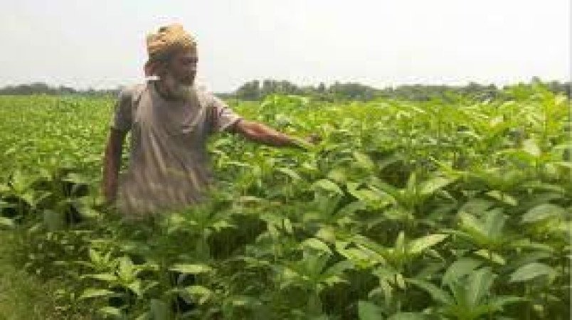 অর্গানিক পদ্ধতিতে পাট চাষে কৃষকের সফলতা, খুলছে রপ্তানির নতুন দুয়ার
