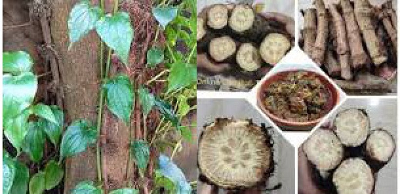 চুইঝাল সংক্রান্ত তথ্য