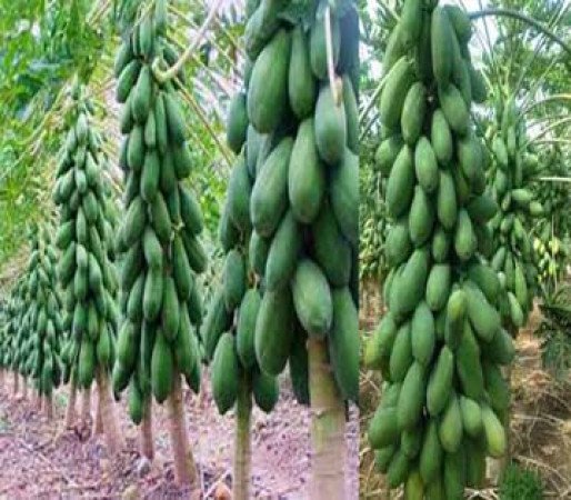 উচ্চ ফলনশীল রেড লেডি পেঁপে: দেশের আবহাওয়ায় চাষে সফলতা