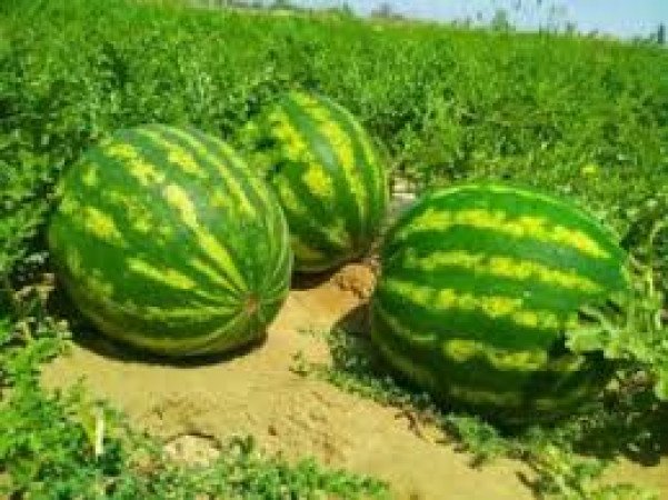 তরমুজ চাষ: সঠিক সময়, উপযুক্ত স্থান ও দারুণ উপকারিতা