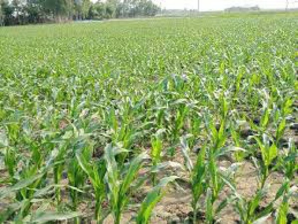 ভূট্টা পুষ্টিগুণ ও চাষের পদ্ধতি