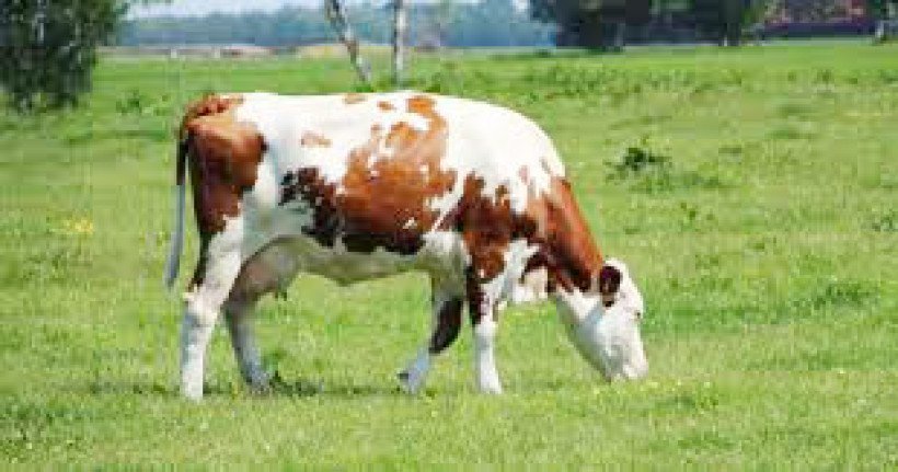 গাভী পালন ও পরিচর্যা
