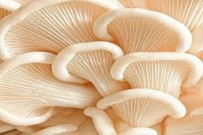 খাদ্যগুণে ভরপুর মাশরুম