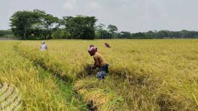 সরকারের বোরো সংগ্রহ কর্মসূচিতে লক্ষ্যমাত্রার অধিক সংগৃহীত