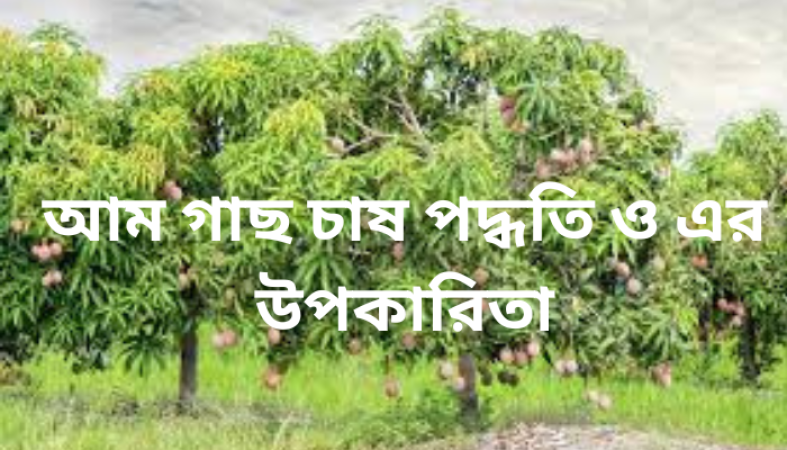 আম গাছ চাষ পদ্ধতি ও এর উপকারিতা