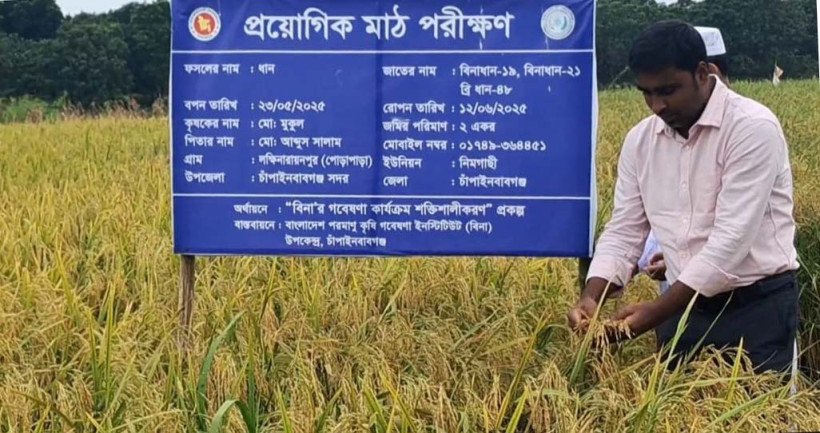 চাঁপাইনবাবগঞ্জে বিনা-১৯ ও ২১ চাষাবাদ ও সম্প্রসারণে কৃষক-কৃষাণীদের নিয়ে মাঠ দিবস