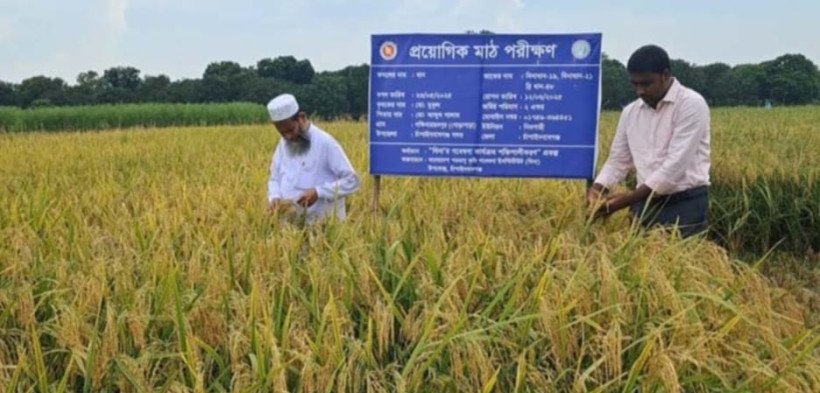 চাঁপাইনবাবগঞ্জের গোমস্তাপুরের কৃষক আবদুল করিম বলেন,  এখন বিনার ধান চাষ করে লাভবান হচ্ছি