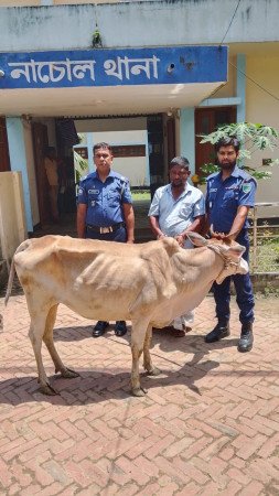 চাঁপাইনবাবগঞ্জে নাচোলে চুরি যাওয়া গরু উদ্ধার, গ্রেফতার এক