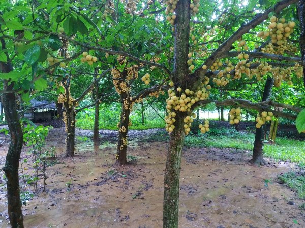 নরসিংদীর লটকন: ঐতিহ্য থেকে অর্থনীতির রূপান্তর