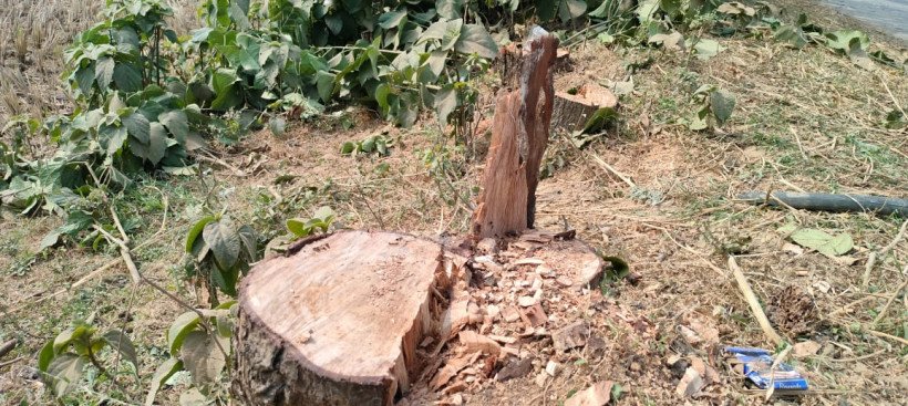 চাঁপাইনবাবগঞ্জে গোমস্তাপুর  জীবিত গাছকে ‘মরা’ দেখিয়ে কাটার অভিযোগ