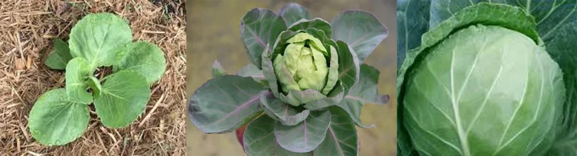 বাঁধা কপি (Brassica oleracea var capitate)