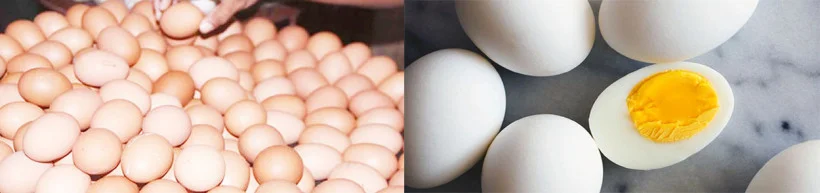 পুষ্টি গুণ ও খাদ্য নিরাপত্তায় ডিমের গুরুত্ব