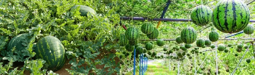 অফসিজন তরমুজ চাষ পদ্ধতি