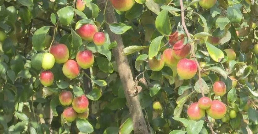 সাতক্ষীরায় বরই চাষে অর্থনীতির পাশাপাশি সামাজিক সুরক্ষাও তৈরী করেছে