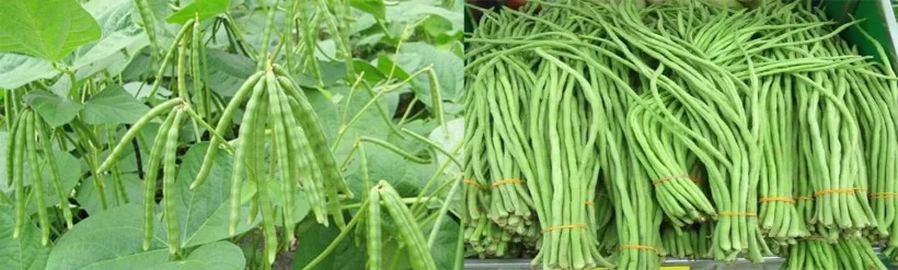 বরবটি (Vigna sesquipedalis)