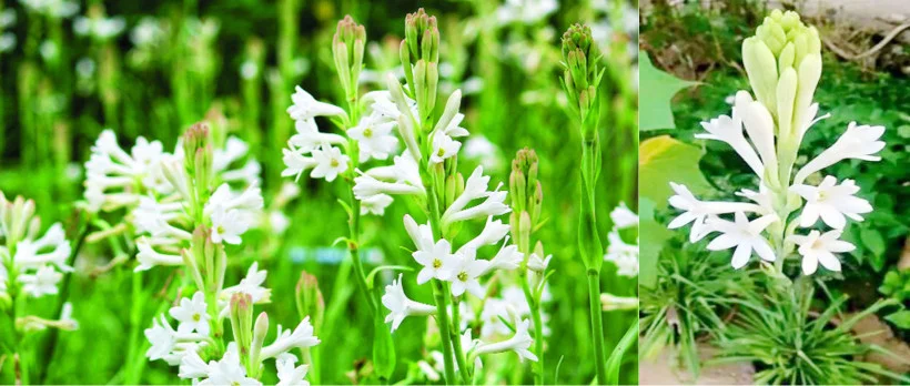 রজনীগন্ধা চাষ