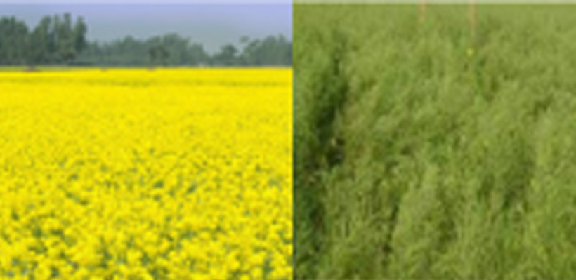 সরিষা চাষ ব্যবস্থাপনা