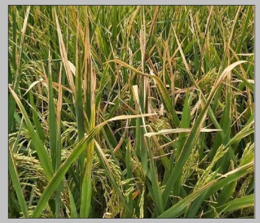 ব্যাকটেরিয়াজনিত পাতা পোড়া রোগ (Bacterial Blight)