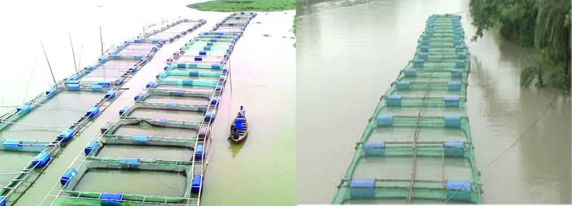 খাঁচায় মাছ চাষ