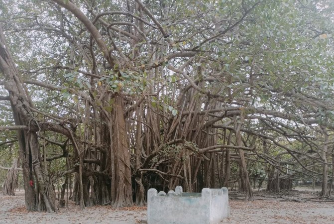 দেবহাটার বনবিবির বটতলা – চারশো বছরের ঐতিহ্যের নীরব সাক্ষী