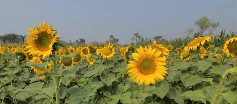 ভোজ্যতেলের চাহিদা পূরণে সাতক্ষীরায় সূর্যমুখী চাষে নতুন সম্ভাবনা