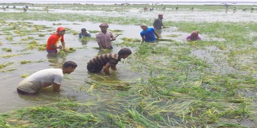 বিএডিসির মিশ্র বীজে কৃষকের স্বপ্নভঙ্গ: হাওরজুড়ে হাহাকার