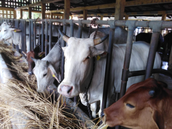 কোরবানির পশুর পর্যাপ্ত জোগান: চাহিদার চেয়ে ২২ লাখ বেশি পশুর মজুত, অবৈধ অনুপ্রবেশ রোধে সীমান্তে কঠোর নজরদারি