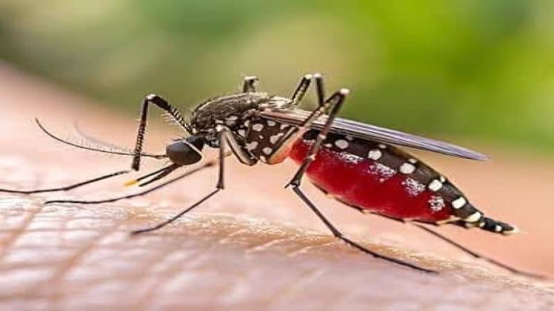 খুলনা বিভাগে এক দিনে ডেঙ্গুতে আক্রান্ত ১৪৫, মৃত্যু ২