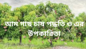 আম গাছ চাষ পদ্ধতি ও এর উপকারিতা